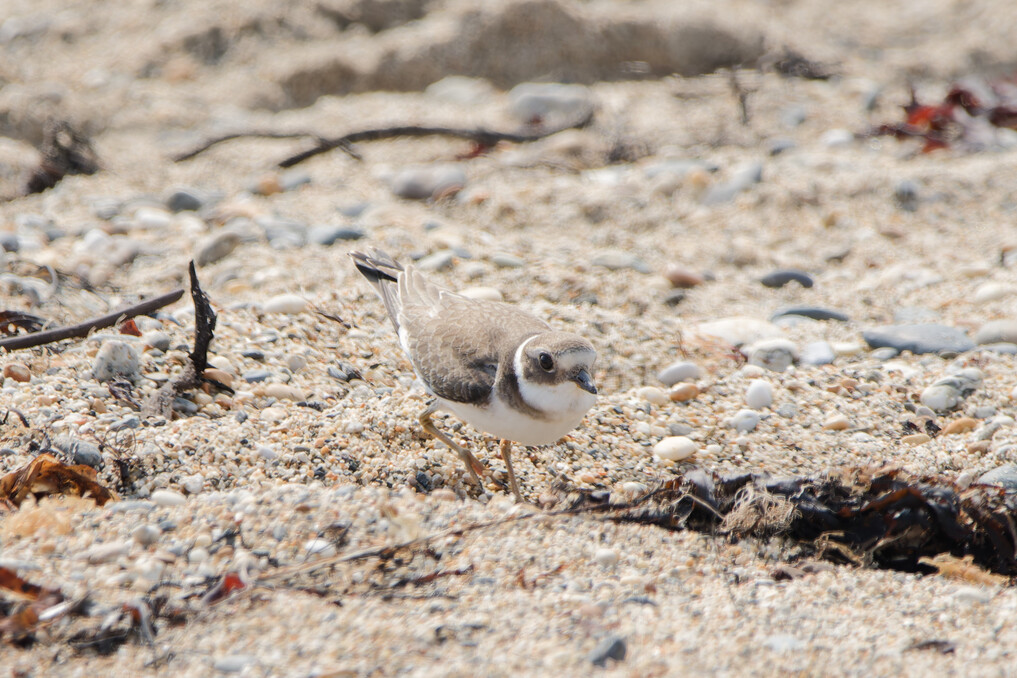 Ringed Plover